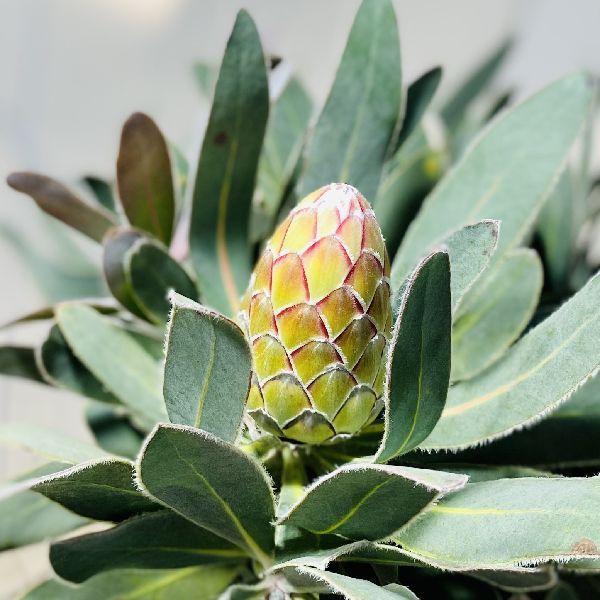 おしゃれ 観葉植物 花苗：プロテア スザーラ*スサーラ 現品をお