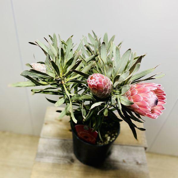 おしゃれ 観葉植物 花苗：プロテア ジュリエット*7号 現品をお届け