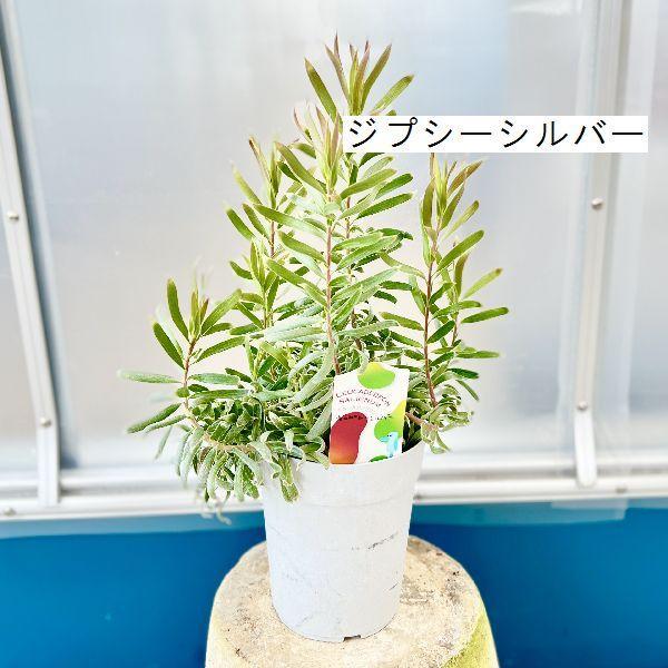 リューカデンドロン苗　４種セット 観葉植物 苗：リューカデンドロン 各種*4号 : 遊恵盆栽 Yahoo!店