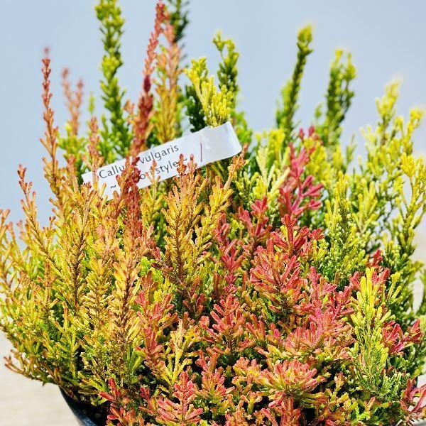 苗 観葉植物 カルーナ ブルガリス セラアート鉢 6号 F5868v 遊恵盆栽 Yahoo 店 通販 Yahoo ショッピング