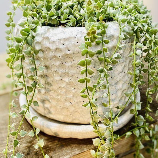 観葉植物 ディスキディア ミリオンハート 鉢植え 受皿付 F5869v 遊恵盆栽 Yahoo 店 通販 Yahoo ショッピング