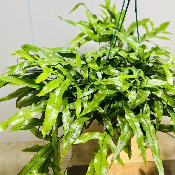 おしゃれ 観葉植物：ミクロソリウム ディベルシフォリウム*7号 吊り鉢