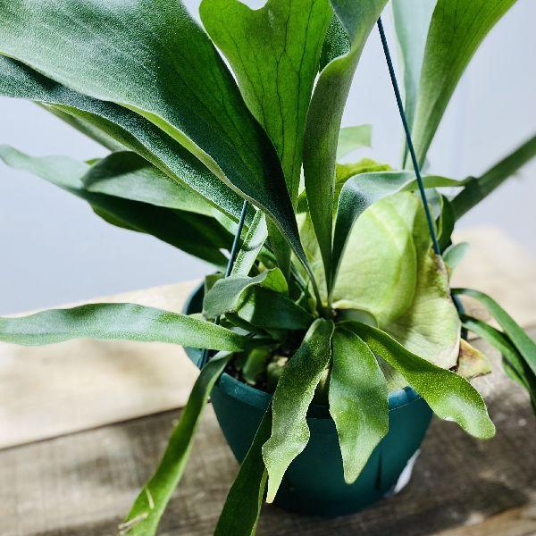 おしゃれ 観葉植物：ビカクシダ コウモリラン ネザーランド*7号 吊り鉢