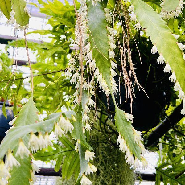おしゃれ 観葉植物：レピスミウム ホーレティアナム*ホーレッティ