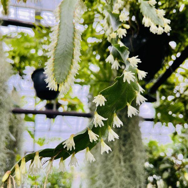 おしゃれ 観葉植物：レピスミウム ホーレティアナム*ホーレッティ