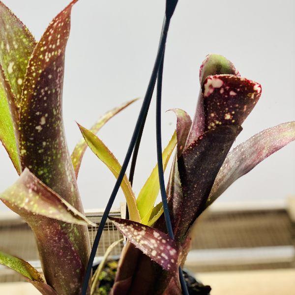 ブロメリア おしゃれ 観葉植物：ビルベルギア アモエナ*4号 吊り