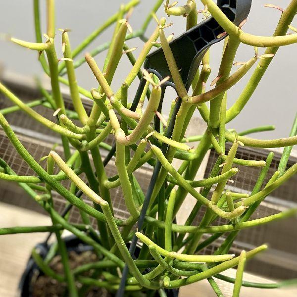 おしゃれ 観葉植物 多肉植物 ユーフォルビア ミルクブッシュ 吊り鉢 4号 F53v 遊恵盆栽 Yahoo 店 通販 Yahoo ショッピング