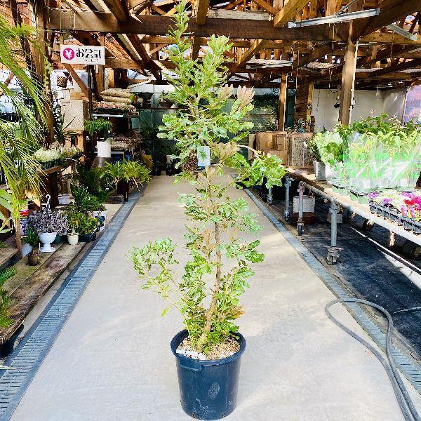おしゃれ 観葉植物：バンクシア アエムラ*ウォールム バンクシア 大型