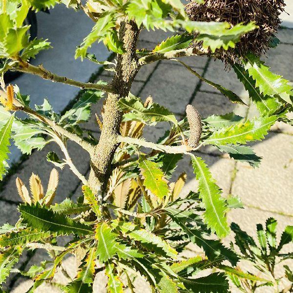 おしゃれ 観葉植物：バンクシア アエムラ*ウォールム バンクシア 大型