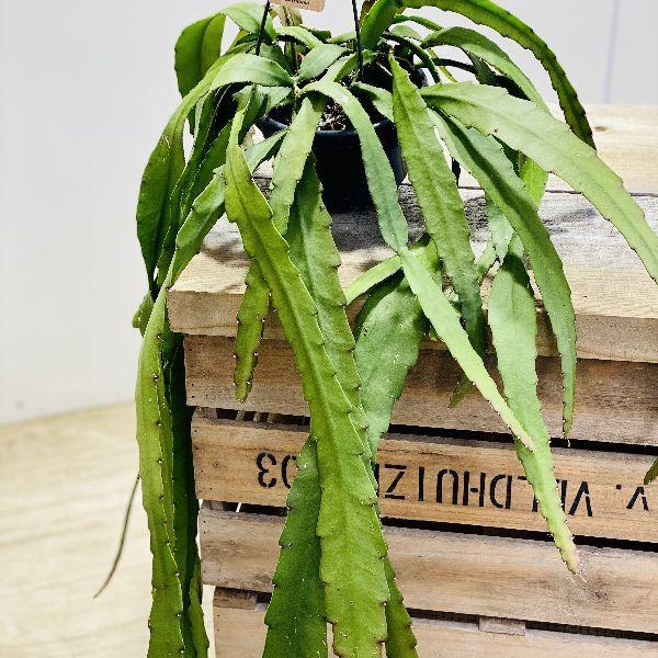 観葉植物 サボテン：ディソカクタス アッケルマンニー *吊り鉢 : 遊恵