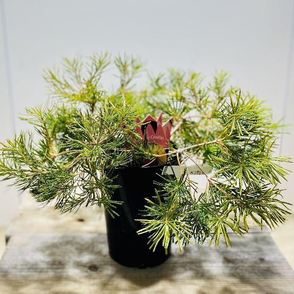 観葉植物 鉢花 苗：バンクシア バースデー キャンドル 5号ロングポット