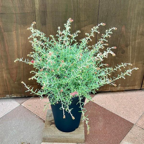 花苗 観葉植物：グレビレア ラベンダーグレビレア*7号 : 遊恵盆栽