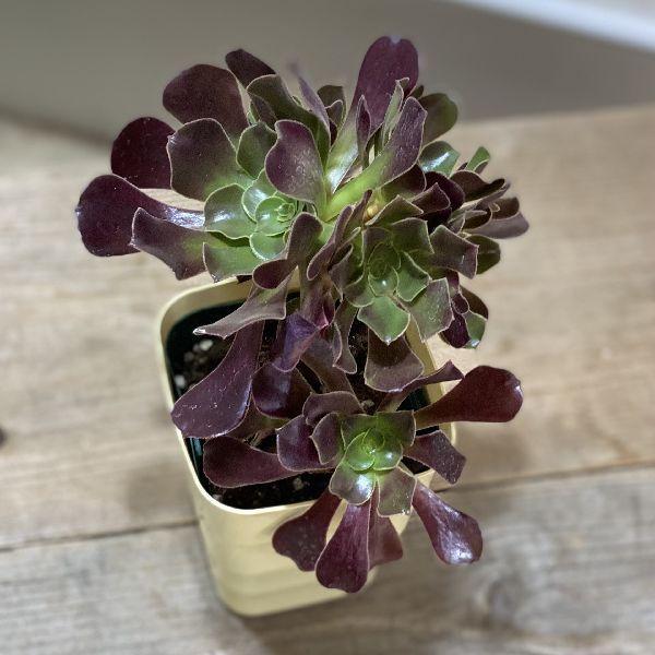 おしゃれ 観葉植物：アエオニウム カシミアバイオレット.*プラポット