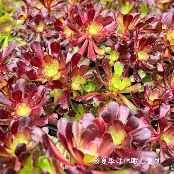 69#多肉植物アエオニウム❤️カシミヤバイオレットセッカ ❤️ 17cm拔