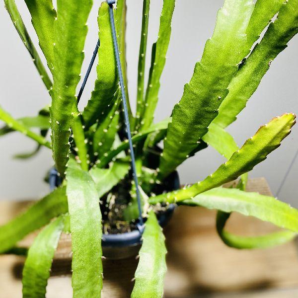 おしゃれ 観葉植物：エピフィラム レッドチップ*5号 吊り鉢 : 遊恵盆栽