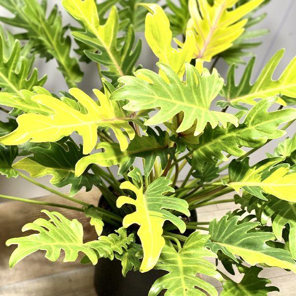 おしゃれ 観葉植物：クッカバラ ライム*6号 プラポット : 遊恵盆栽