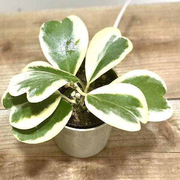 おしゃれ 観葉植物：ハートホヤ*カーリー バリエガータ プラポット