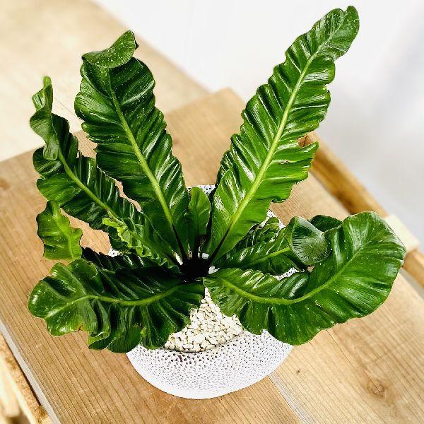 観葉植物：アスプレニウム コブラ*鉢植え 受皿付 : 遊恵盆栽 Yahoo!店