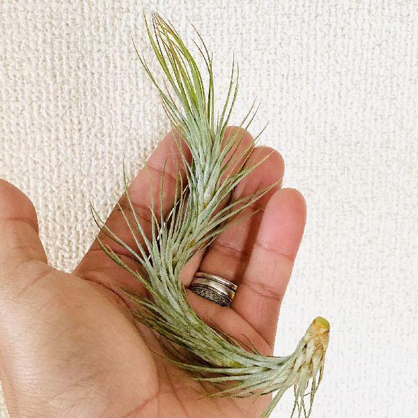 おしゃれ 観葉植物 エアープランツ：チランジア フンキアナ レクルビ
