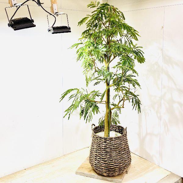 正規激安 おしゃれ 観葉植物 ネムノキ エバーフレッシュ カゴセット 大型佐川急便 現品をお届け F5956v 遊恵盆栽 Yahoo 店 通販 Yahoo ショッピング 現金特価 Www Maxipiso Com Ar