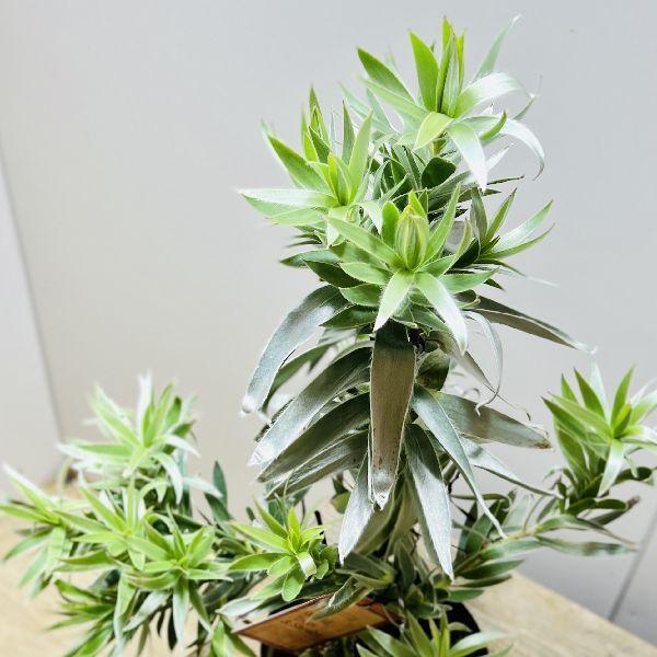 観葉植物：リューカデンドロン  シルバーアフリカーナ*6号　プラポット　再入荷しました｜y-bonsai｜04