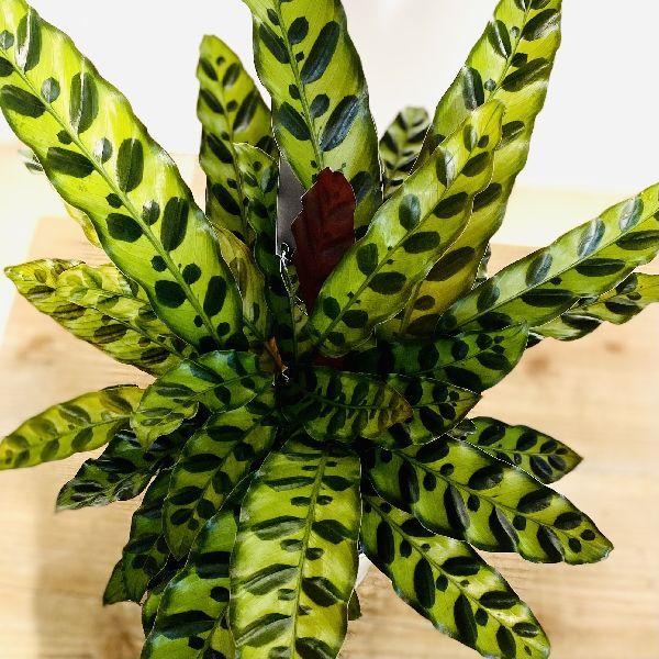 おしゃれ 観葉植物 カラテア ランキフォリア 5号 プラポット F5972v 遊恵盆栽 Yahoo 店 通販 Yahoo ショッピング