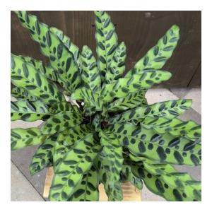 おしゃれ 観葉植物：カラテア ランキフォリア*インシグニス 5号