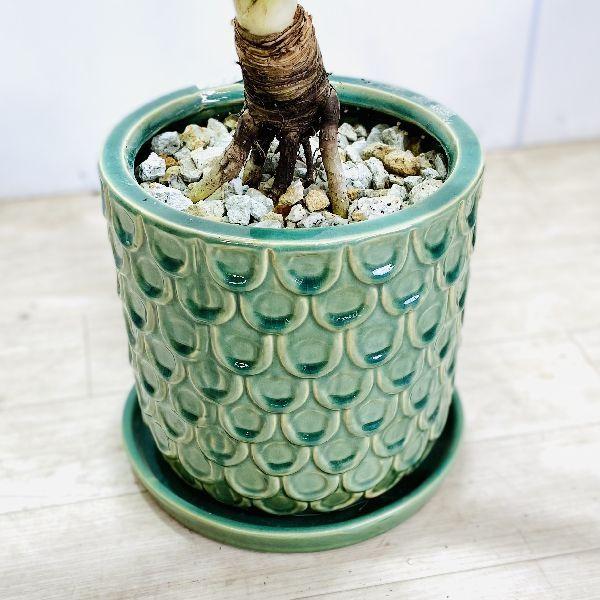 おしゃれ 観葉植物：パンダナス とげなし タコノキ*鉢植え 受皿付 蛸の 