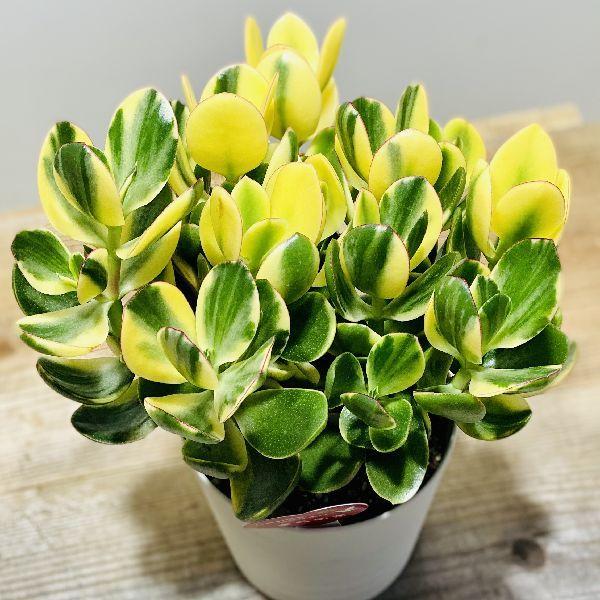 おしゃれ 観葉植物：金のなる木 花月 キラメキ*5号 プラポット : 遊恵