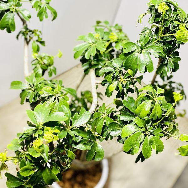 おしゃれ 観葉植物：シェフレラレナータ*ホンコンカポック 陶器鉢 大型