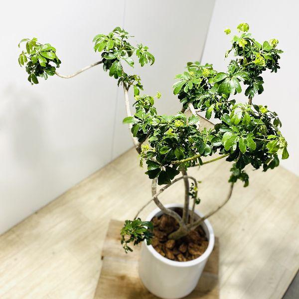おしゃれ 観葉植物：シェフレラレナータ*ホンコンカポック 陶器鉢 大型