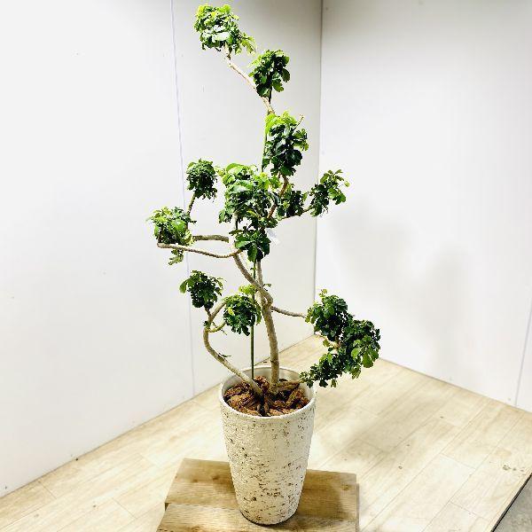 送料無料 おしゃれ 観葉植物 シェフレラレナータ ホンコンカポック シャビーファイバー鉢 大型ヤマト便配送 現品をお届け 最安値挑戦 Neighborhauls Com