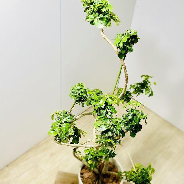 おしゃれ 観葉植物 シェフレラレナータ ホンコンカポック シャビーファイバー鉢 大型ヤマト便配送 現品をお届け F59v 遊恵盆栽 Yahoo 店 通販 Yahoo ショッピング