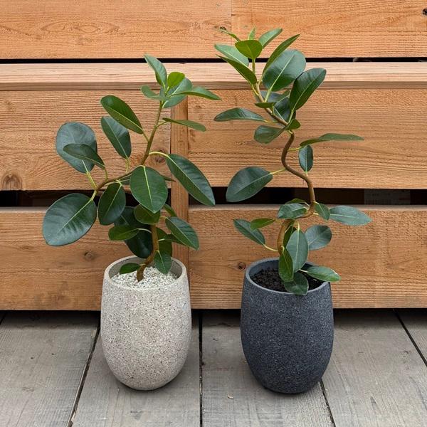 おしゃれ 観葉植物 鉢色選べる：フランスゴムの木*鉢植え フィカス