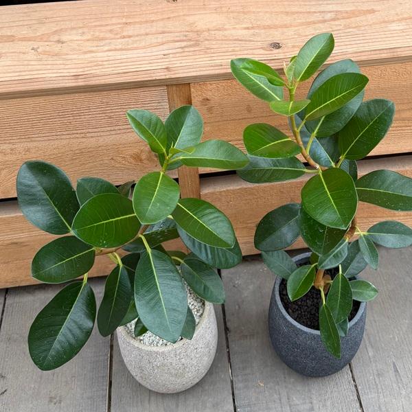 フィカス 観葉植物 コンクリート調鉢植え　フランスゴムの木　葉面洗浄剤付き おしゃれ 観葉植物 鉢色選べる：フランスゴムの木*鉢植え フィカス