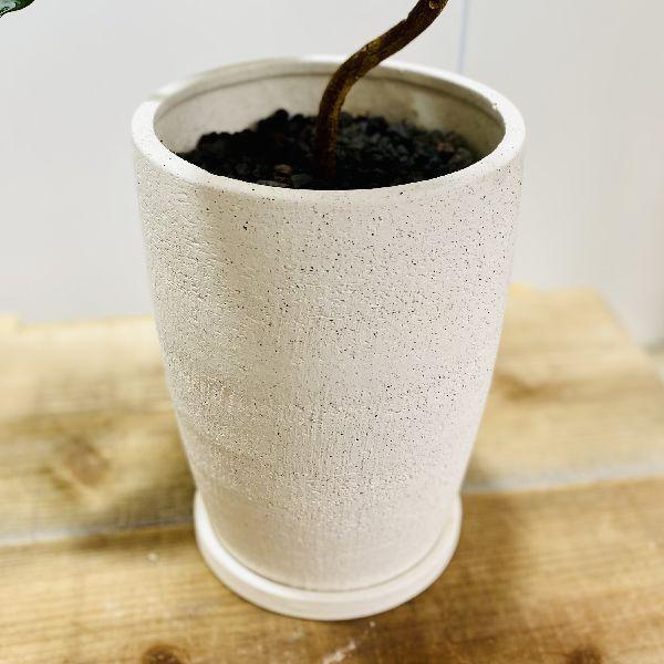 おしゃれ 観葉植物 鉢色選べる：フランスゴムの木*鉢植え 受皿付