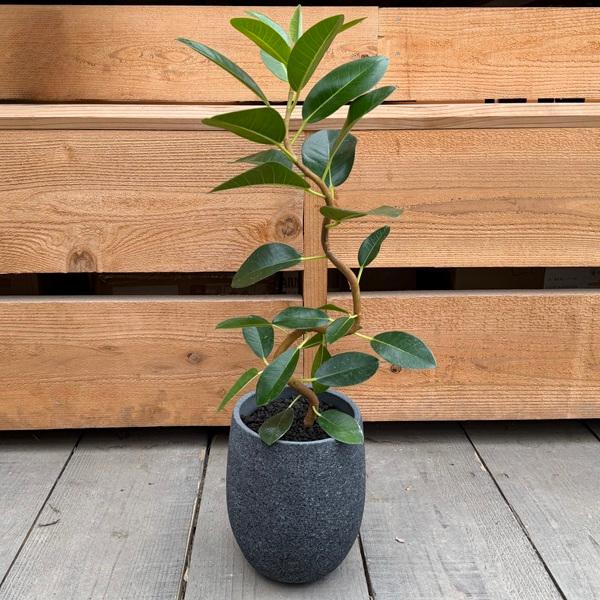 おしゃれ 観葉植物 鉢色選べる：フランスゴムの木*鉢植え フィカス