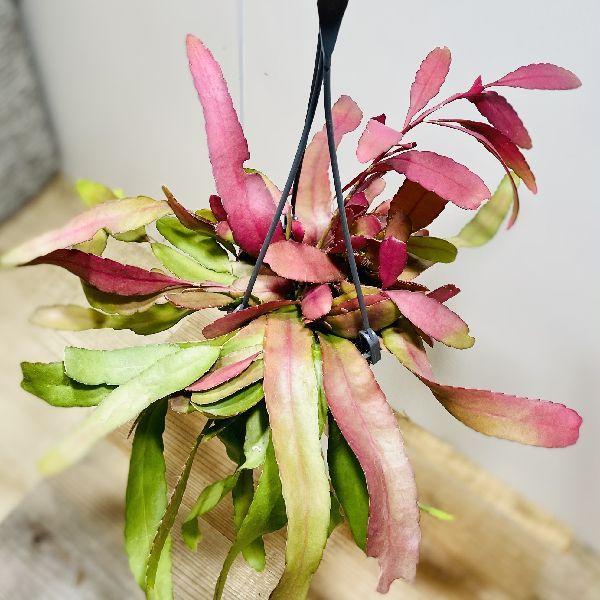 リプサリス　ラムローサ　吊り鉢　サボテン　リプサリスラムローサ　観葉植物 楽天市場】PLANCHU 観葉植物 プセウドリプサリス ラムローサ 6号