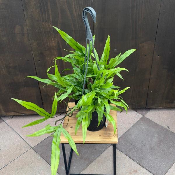 おしゃれ 観葉植物：ミクロソリウム ディベルシフォリウム*5号 吊り鉢