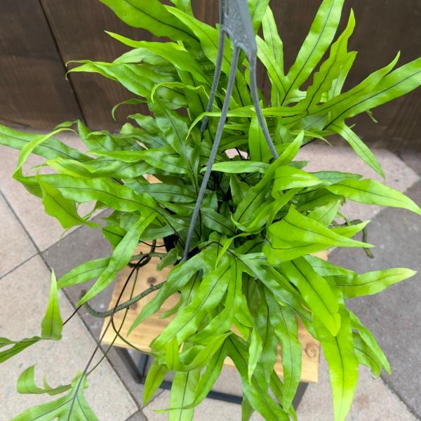 おしゃれ 観葉植物：ミクロソリウム ディベルシフォリウム*5号 吊り鉢