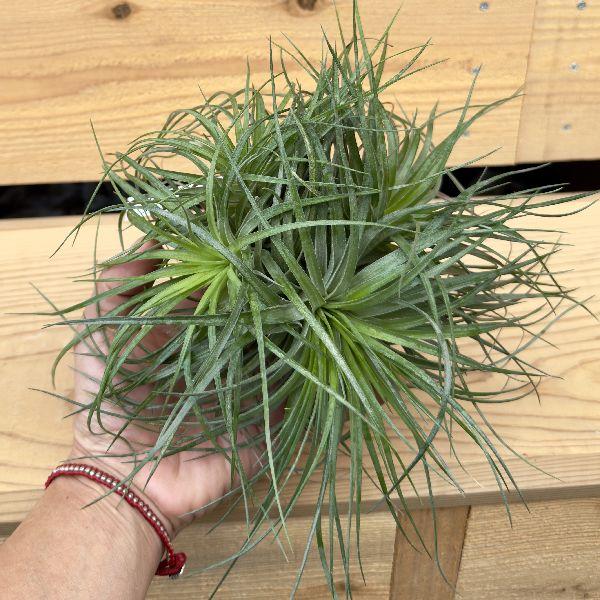 【現品・即購入OK】チランジア　エアープランツ　クランプ株　全幅：約45cm おしゃれ 観葉植物 エアープランツ：チランジア ストリクア クランプ