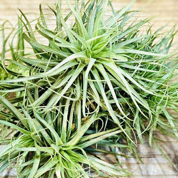 おしゃれ 観葉植物 エアープランツ チランジア アエラントス クランプ エアプランツ ティランジア F5997v 遊恵盆栽 Yahoo 店 通販 Yahoo ショッピング