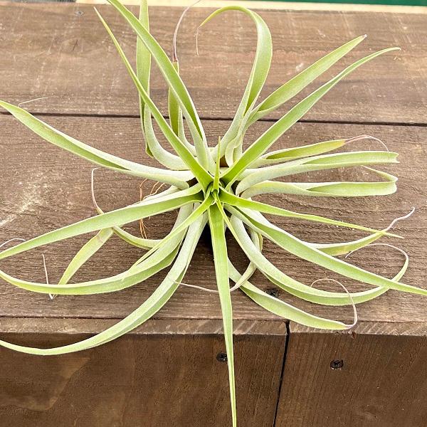 おしゃれ 観葉植物 エアープランツ チランジア カクティコラ アルバ ホワイトフラワー 白花 エアプランツ ティランジア F5999v 遊恵盆栽 Yahoo 店 通販 Yahoo ショッピング
