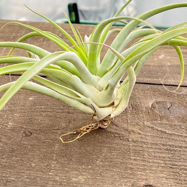 おしゃれ 観葉植物 エアープランツ：チランジア カクティコラ アルバ