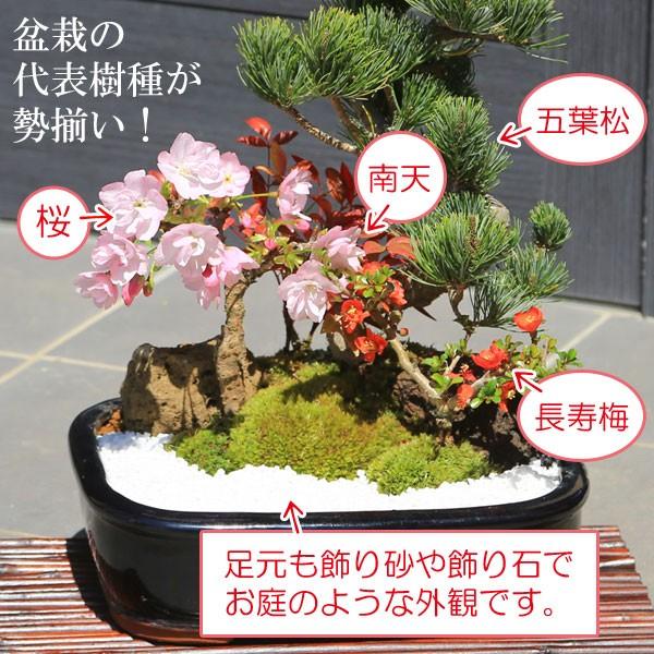 適当な価格 22 祝松盆栽 寄せ植え五葉松盆栽 人気 観葉植物 盆栽 その他