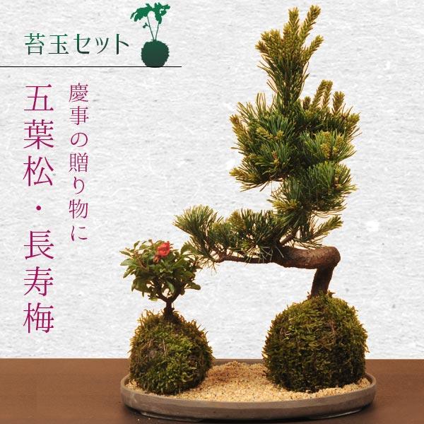苔玉セット：五葉松・長寿梅*(受け皿＆化粧砂付)  盆栽 縁起物　誕生日　祝　プレゼントにもbonsai（Yahoo!・遊恵盆栽　Yahoo!店）