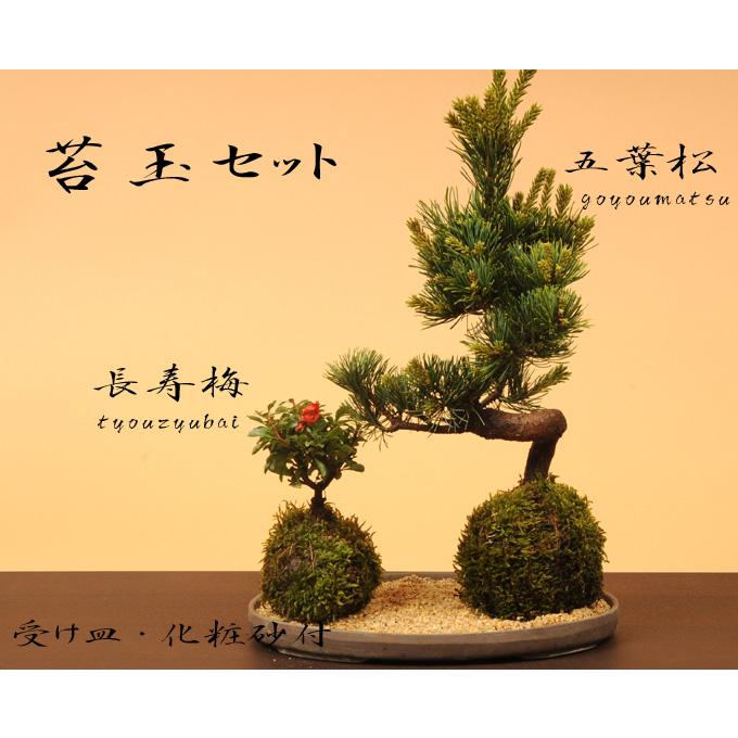 苔玉セット：五葉松・長寿梅*(受け皿＆化粧砂付) 盆栽 縁起物 誕生日