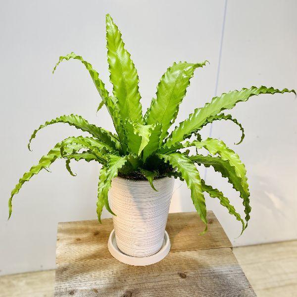 高質で安価 観葉植物 アスプレニウム ビクトリア 鉢植え 受皿付 安いそれに目立つ Zoetalentsolutions Com