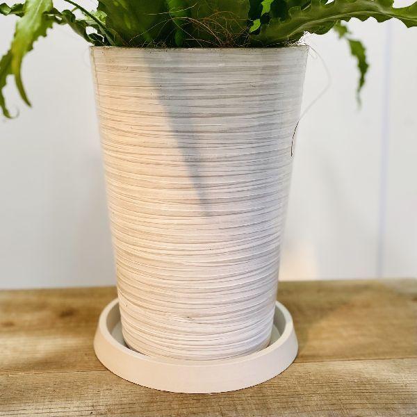 観葉植物：アスプレニウム ビクトリア*鉢植え 受皿付 : 遊恵盆栽 Yahoo
