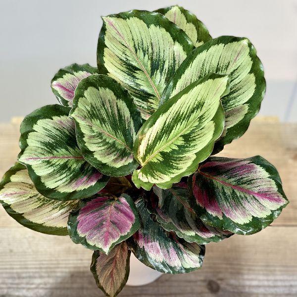観葉植物：カラテア メダリオン*5号 プラポット : 遊恵盆栽 Yahoo!店